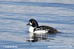 BARROWS GOLDENEYE (3xphoto)