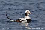 LONG-TAILED DUCK (10xphoto)