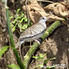 INCA DOVE (3xphoto)