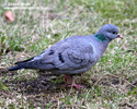 STOCK DOVE (9xphoto)