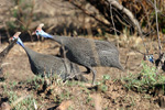 FOWL-LIKE BIRDS