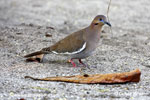 HWHITE-WINGED DOVE (2xphoto)