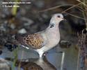 TURTLE DOVE (5xphoto)