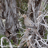 MOURNING DOVE (1xphoto)