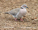 AFRICAN MOURNING COLLARED DOVE (3xphoto)