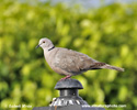 EURASIAN COLLARED-DOVE (5xphoto)