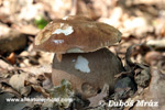 SUMMER BOLETE KING RITICULATED BOLETE (5xphoto)