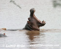 HIPPOPOTAMUS (6x photo)