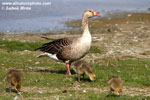 GREYLAG GOOSE (5xphoto)