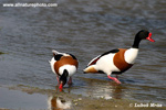 COMMON SHELDUCK (3xphoto)