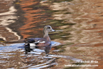 AMERICAN WIGEON (3xphoto)