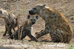 SPOTTED HYENA (3x photo)