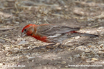 HOUSE FINCH (5xphoto)