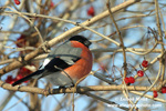 EURASIAN BULLFINCH (5xphoto)