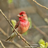 COMMON ROSEFINCH (7xphoto)