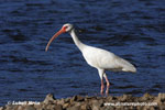 WHITE IBIS (2xphoto)