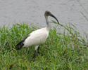 SACRET IBIS (2xphoto)