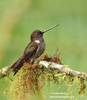 BROWN INCA (7xphoto)