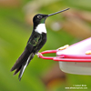 COLLARED INCA (3xphoto)