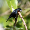 BLUE-BLACK GRASSQUIT (2xphoto)