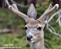 MULE DEER (4xphoto)