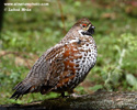 HAZEL GROUSE (3xphoto)