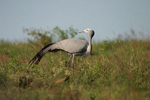 BLUE CRANE (4xphoto)