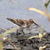 LEAST SANDPIPER (6xphoto)