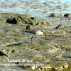 CURLEW SANDPIPER (1xphoto)