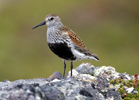 DUNLIN (5xphoto)