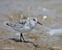 SANDERLING (6xphoto)