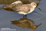 RED KNOT (4xphoto)