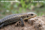 SUDAN PLATED LIZARD (2xphoto)