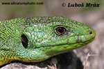 BALKAN GREEN LIZARD (6xphoto)