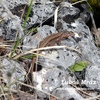 COMMON WALL LIZARD (4xphoto)