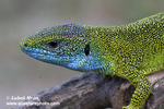 GREEN LIZARD (4xphoto)