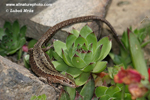 VIVIPAROUS LIZARD (1xphoto)