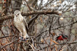 GABAR GOSHAWK (2xphoto)