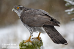 NORTHERN GOSHAWK (5xphoto)