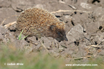 EASTEN HEDGEHOG (5xphoto)