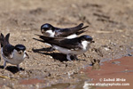 NORTHERN HOUSE-MARTIN (7xphoto)