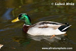 MALLARD (4xphoto)