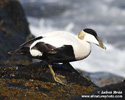 COMMON EIDER (3xphoto)