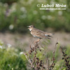 CALANDRA LARK (3xphoto)