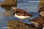 RUDDY TURNSTONE (3xphoto)