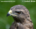 BUZZARD (11xphoto)