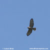 BROAD-WINGED HAWK (3xphoto)