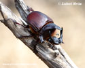 SCARAB BEETLE (3xphoto)