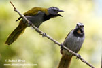 BLACK HEADED SALTATOR (1xphoto)