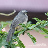 GREYISH SALTATOR GRAY (4xphoto)